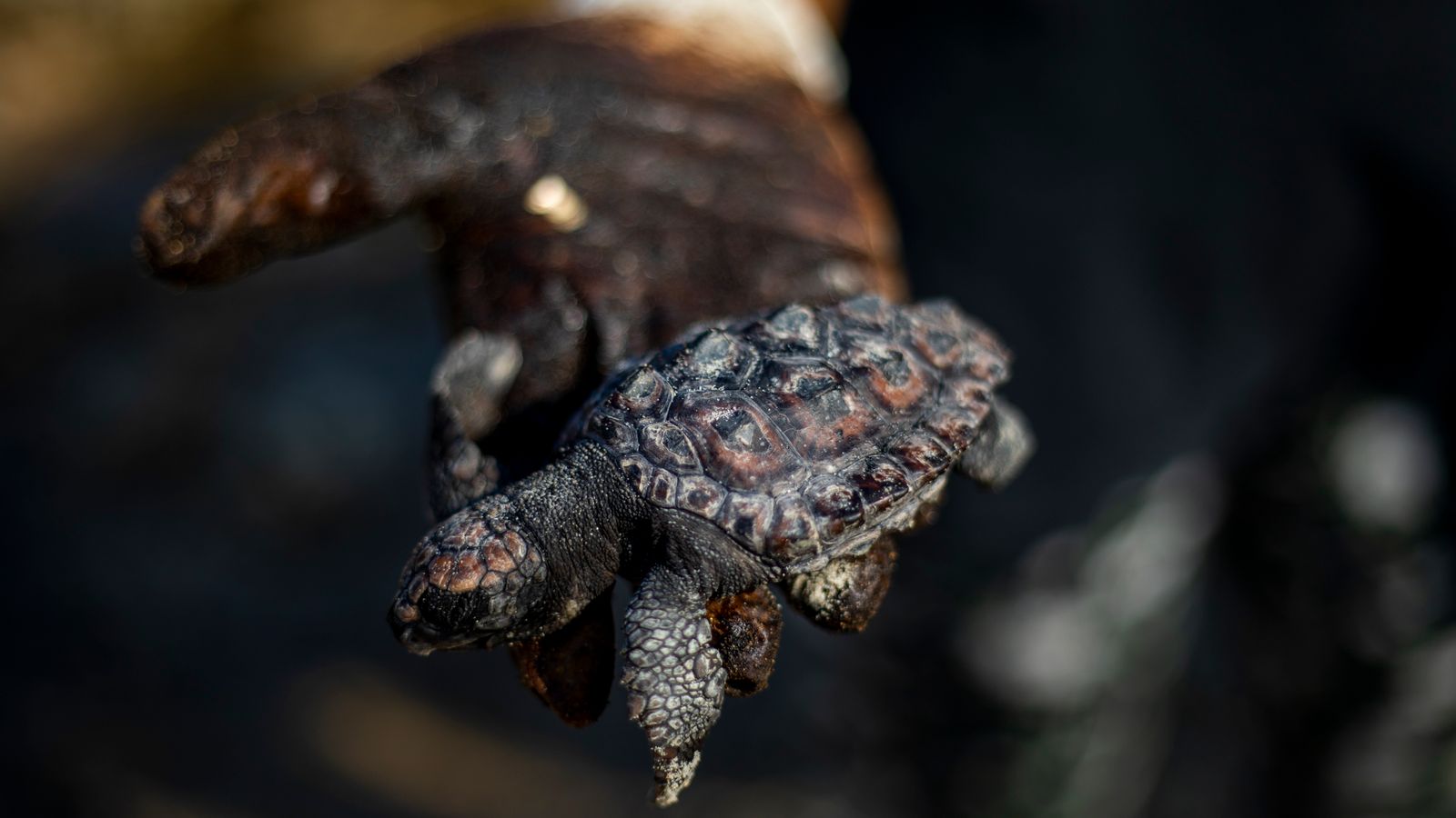 Russia's Black Sea Coastline: 62 Miles Of Beaches Shut Due To Oil Spill Russia's Black Sea Coastline: 62 Miles Of Beaches Shut Due To Oil Spill