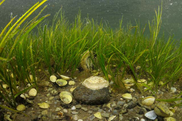 Scottish Coastline Restoration: Seagrass Planting Bids And Their Impact Scottish Coastline Restoration: Seagrass Planting Bids And Their Impact