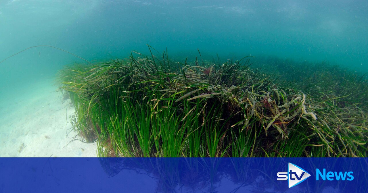 Scottish Seagrass Restoration: Bids And Initiatives Scottish Seagrass Restoration: Bids And Initiatives