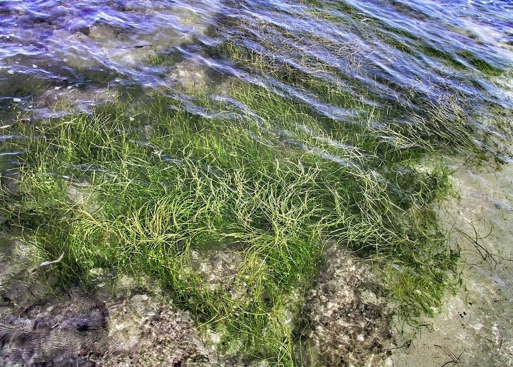 Seagrass Planting: A Key To Scottish Coastal Ecosystem Recovery Seagrass Planting: A Key To Scottish Coastal Ecosystem Recovery