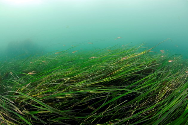 Seagrass Restoration Bids: A Boost For Scotland's Coastal Nature Seagrass Restoration Bids: A Boost For Scotland's Coastal Nature