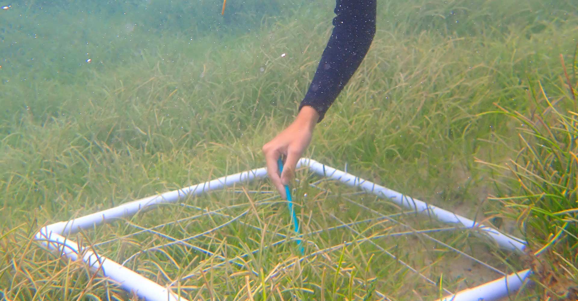 Seagrass Restoration: Bids And Projects Along Scotland's Coast Seagrass Restoration: Bids And Projects Along Scotland's Coast