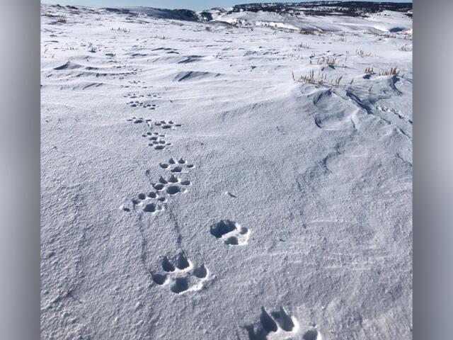 Second Reintroduced Colorado Gray Wolf Found Dead In Wyoming Second Reintroduced Colorado Gray Wolf Found Dead In Wyoming