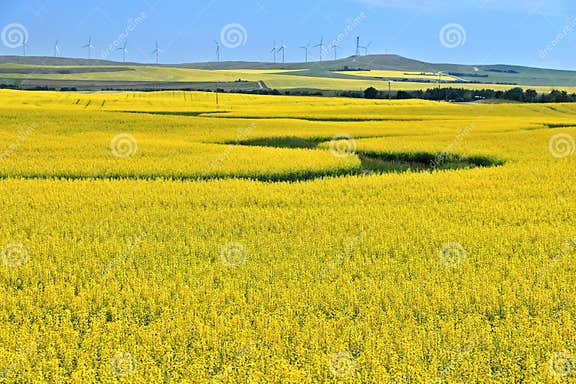 Shifting Sands: China's Search For Alternative Canola Sources Shifting Sands: China's Search For Alternative Canola Sources
