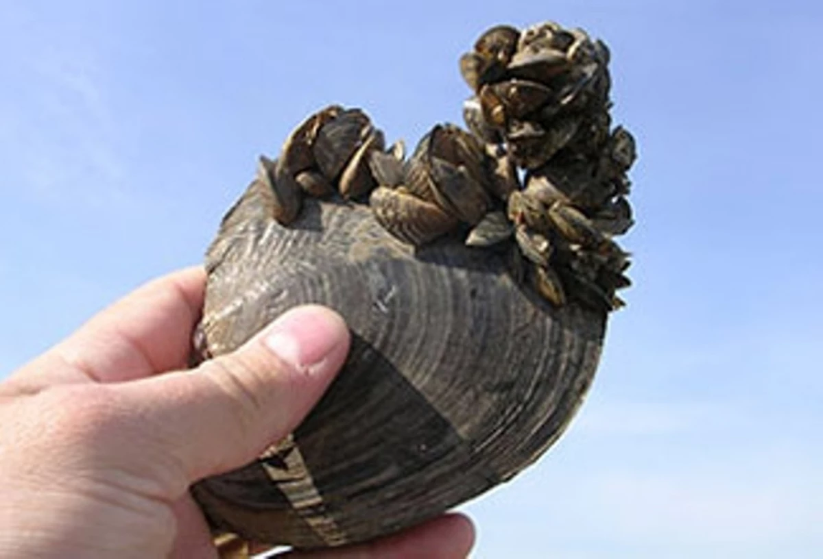 Significant Zebra Mussel Infestation Detected On Casper Boat Lift Significant Zebra Mussel Infestation Detected On Casper Boat Lift
