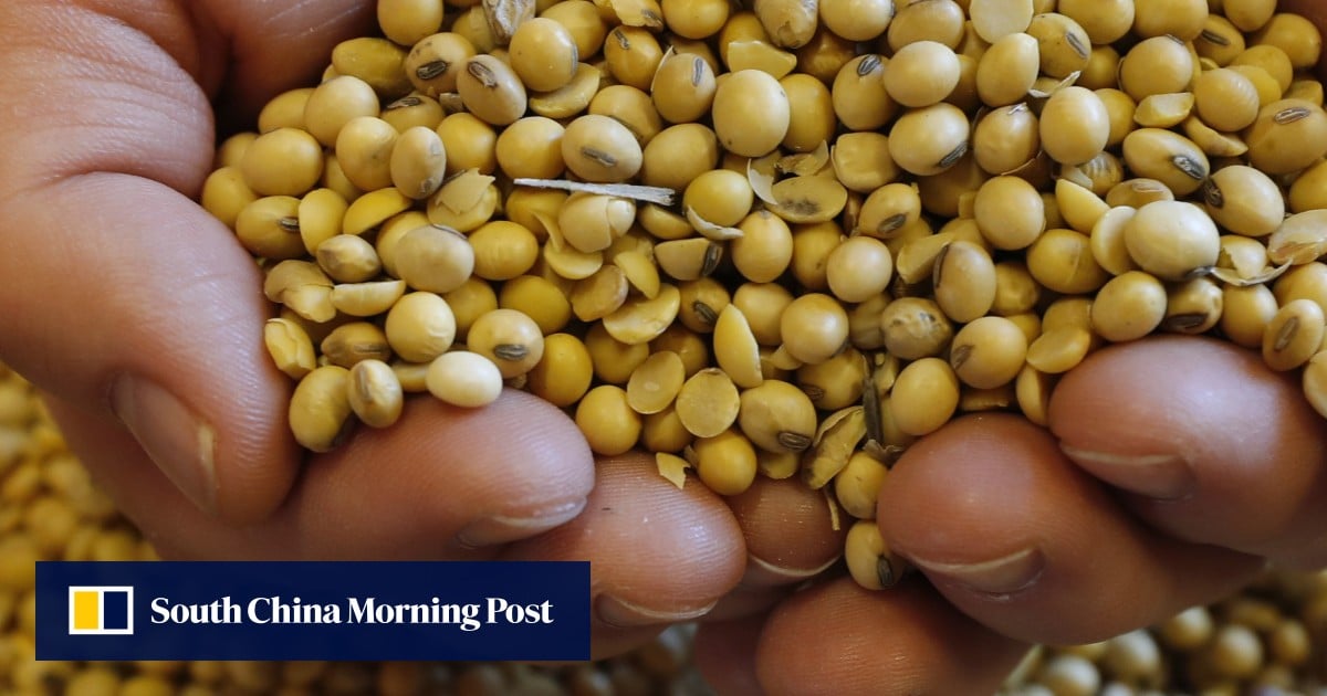 Sinograin Soybean Auction: A Response To China's Supply Crisis Sinograin Soybean Auction: A Response To China's Supply Crisis