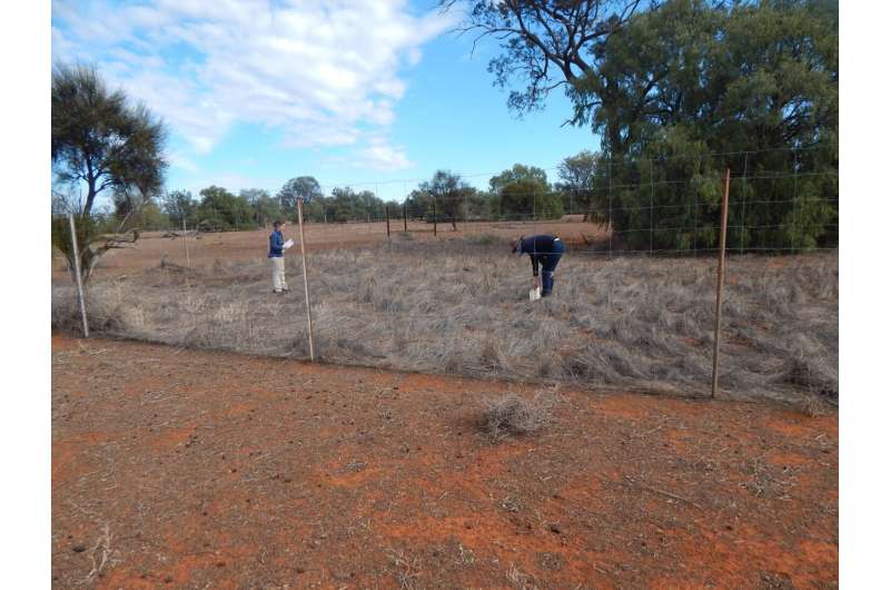 South Australian Farmers Battle Drought And Kangaroo Overgrazing South Australian Farmers Battle Drought And Kangaroo Overgrazing