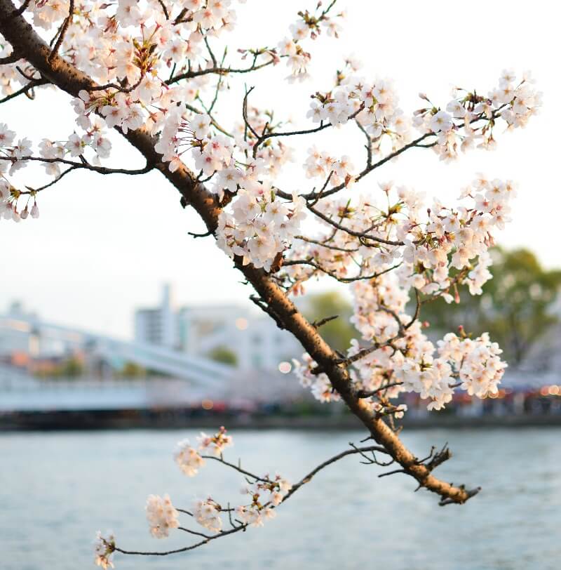 Springwatch In Japan: Cherry Blossom Season Guide Springwatch In Japan: Cherry Blossom Season Guide