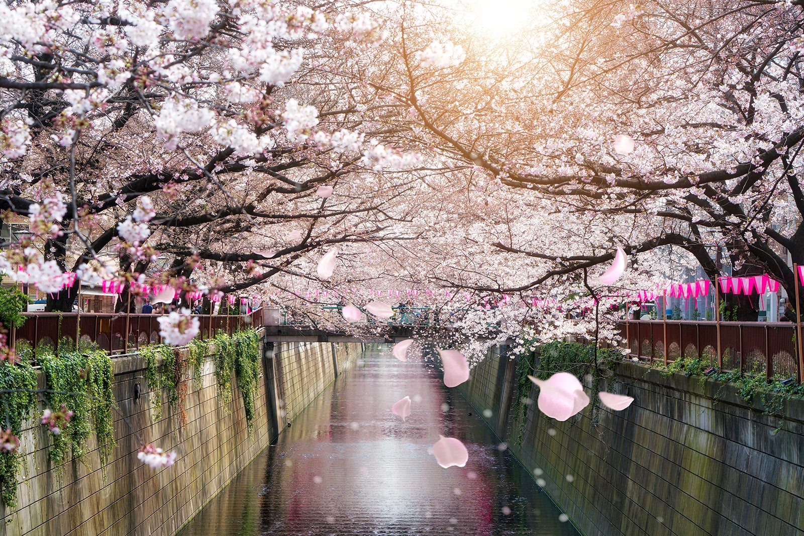 Springwatch Japan: The Best Cherry Blossom Viewing Spots Springwatch Japan: The Best Cherry Blossom Viewing Spots