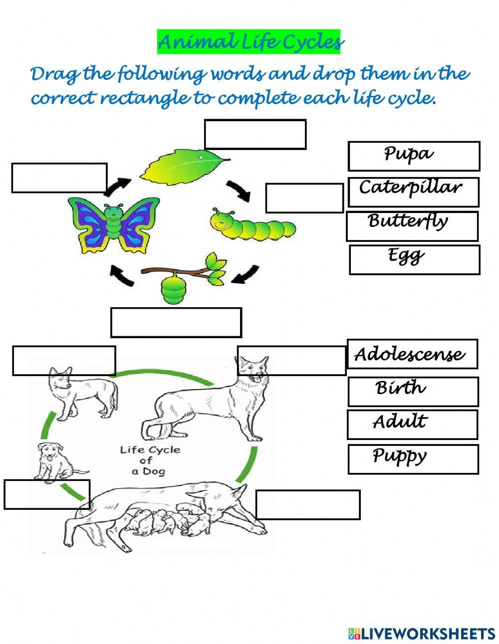 Students Learn Life Cycle: Lessons From Campus Farm Animals Students Learn Life Cycle: Lessons From Campus Farm Animals