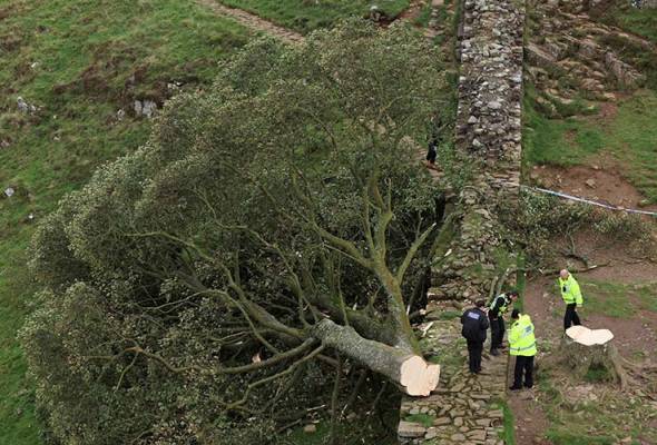 Sycamore Gap Tree Vandalism: Two Men Found Guilty Sycamore Gap Tree Vandalism: Two Men Found Guilty