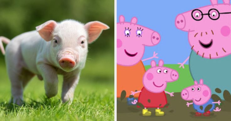 The Big Reveal: Peppa Pig's Mum Announces Baby's Gender The Big Reveal: Peppa Pig's Mum Announces Baby's Gender