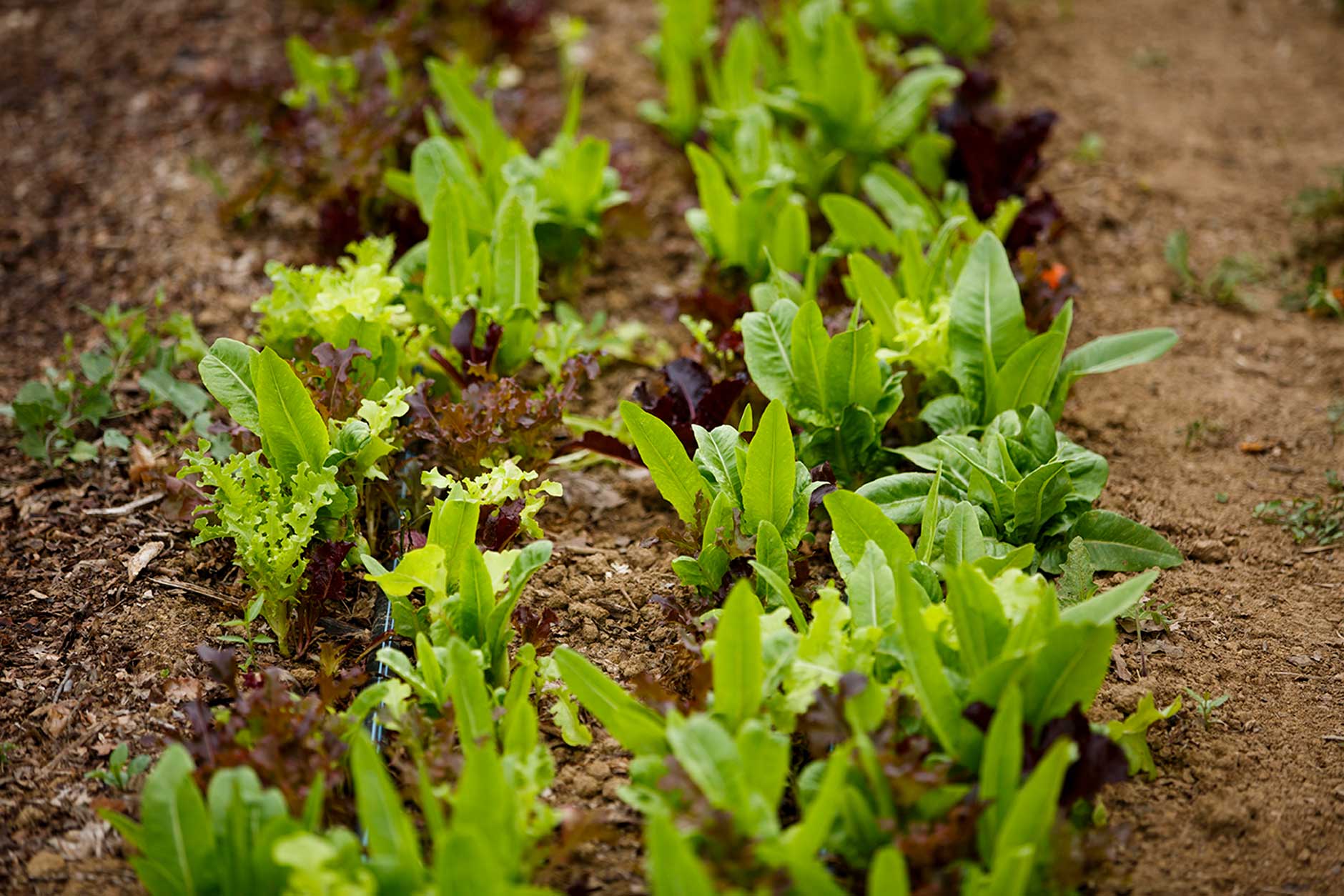 The Campus Farm: A Living Laboratory For Life Cycle Studies The Campus Farm: A Living Laboratory For Life Cycle Studies