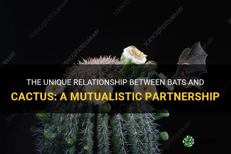 The Complex Relationship Between Apple And Google: A Surprisingly Mutualistic Partnership The Complex Relationship Between Apple And Google: A Surprisingly Mutualistic Partnership