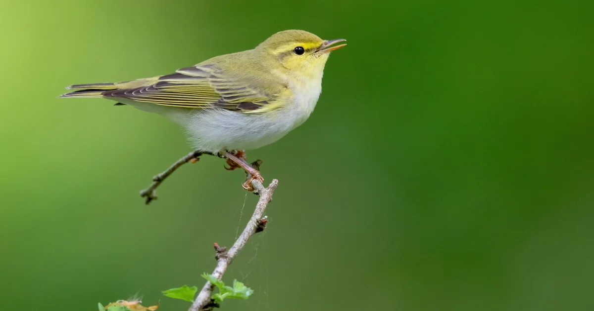 The Devastating Effect Of Wildfires On Rare UK Wildlife Populations The Devastating Effect Of Wildfires On Rare UK Wildlife Populations