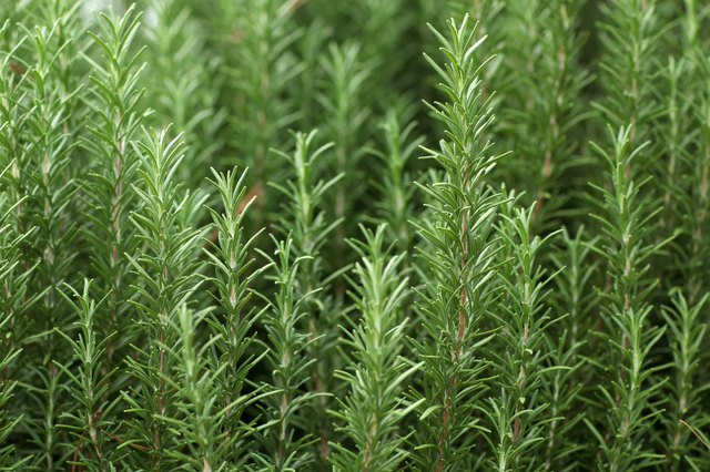The Difference Between Rosemary And Thyme: A Detailed Comparison The Difference Between Rosemary And Thyme: A Detailed Comparison