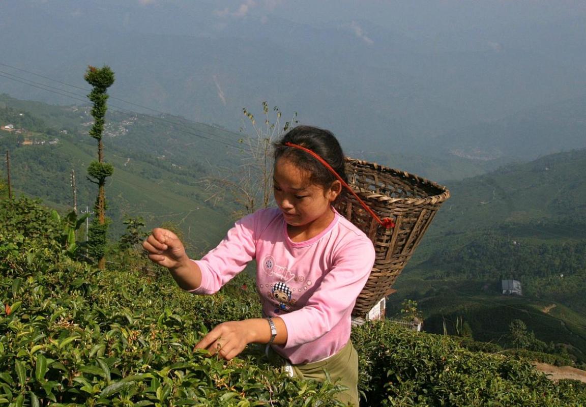 The Future Of Darjeeling Tea: A Production Crisis? The Future Of Darjeeling Tea: A Production Crisis?