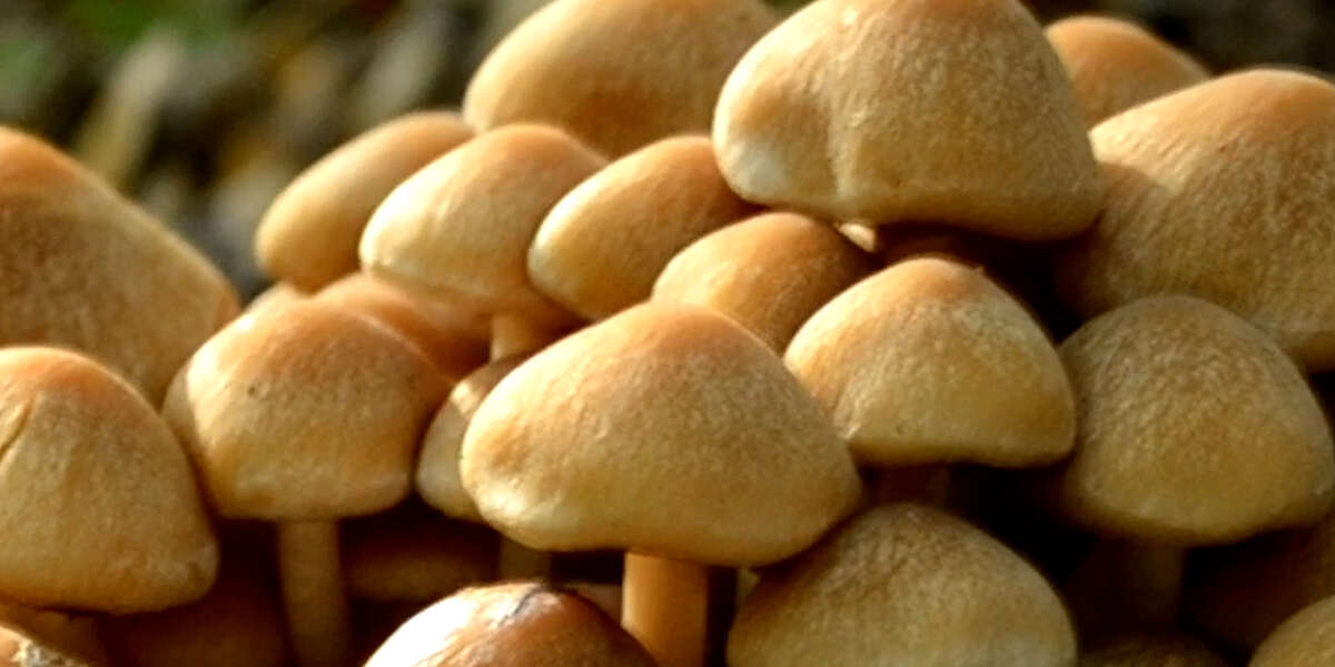 The Growing Danger Of Invasive Fungi: A Climate Change Consequence The Growing Danger Of Invasive Fungi: A Climate Change Consequence