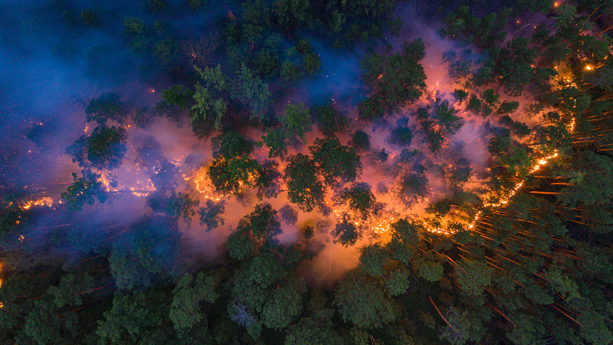 The Growing Threat Of Wildfires: Driving Record-High Global Forest Loss The Growing Threat Of Wildfires: Driving Record-High Global Forest Loss