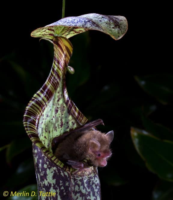 The Increasing Use Of Torpedo Bats By Marlins The Increasing Use Of Torpedo Bats By Marlins