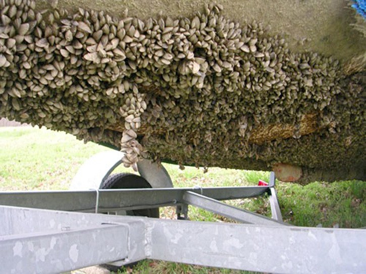 Thousands Of Zebra Mussels Discovered On Boat Lift In Casper Thousands Of Zebra Mussels Discovered On Boat Lift In Casper