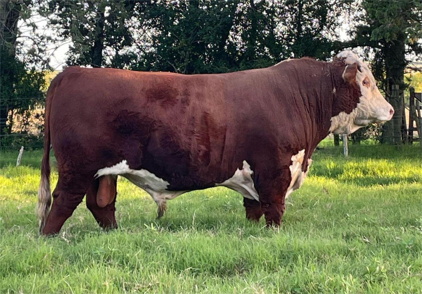 Tres Toros Uruguayos Viajan A China Como Regalo Presidencial Tres Toros Uruguayos Viajan A China Como Regalo Presidencial