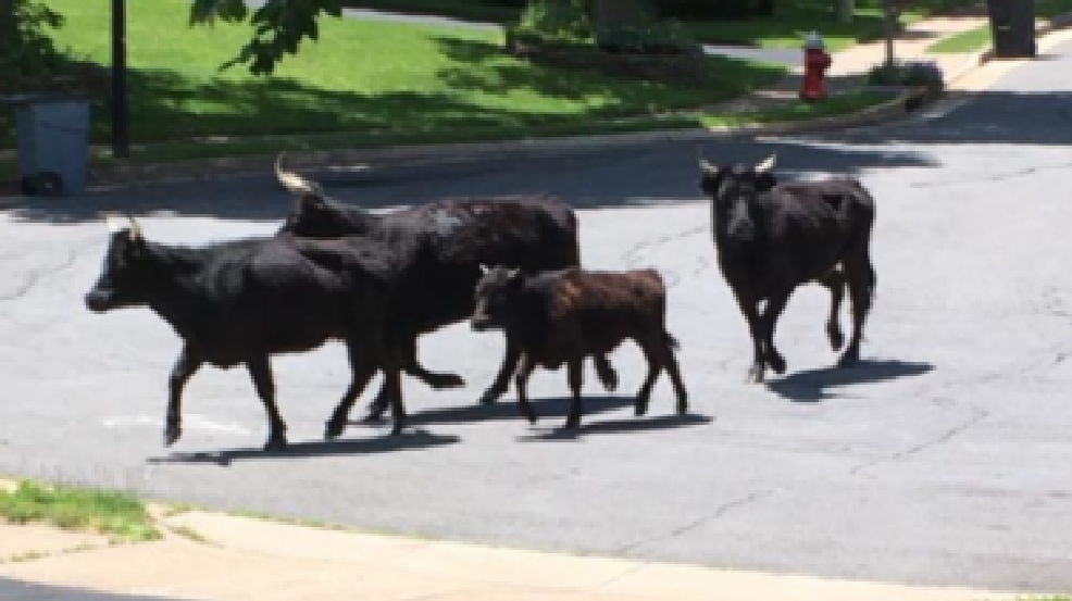 Two Cows On The Loose: Lancaster County Park Alert