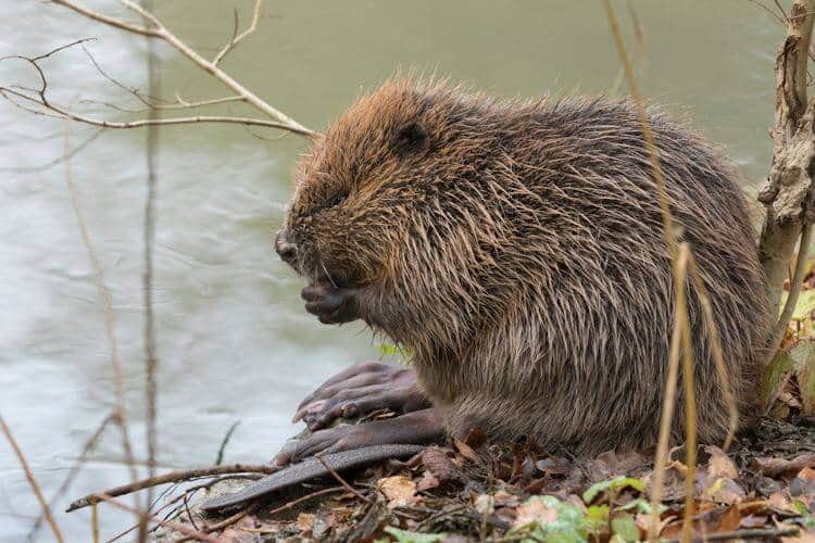 UK's Endangered Wildlife Facing Extinction From Devastating Wildfires UK's Endangered Wildlife Facing Extinction From Devastating Wildfires