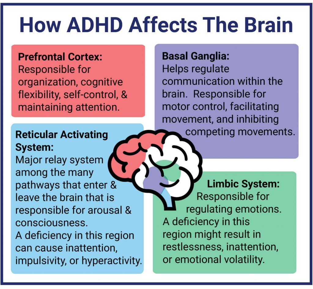 Understanding ADHD: A Journey Inside Our ADHD Minds Understanding ADHD: A Journey Inside Our ADHD Minds