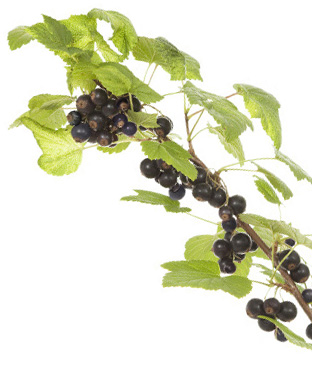 Understanding Cassis Blackcurrant: Production And Health Benefits Understanding Cassis Blackcurrant: Production And Health Benefits