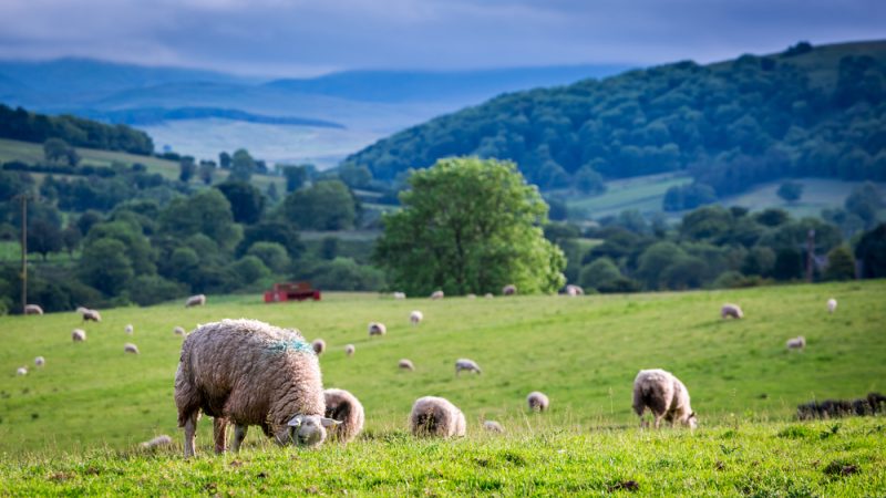 Understanding Reform UK's Approach To Agriculture In The UK Understanding Reform UK's Approach To Agriculture In The UK