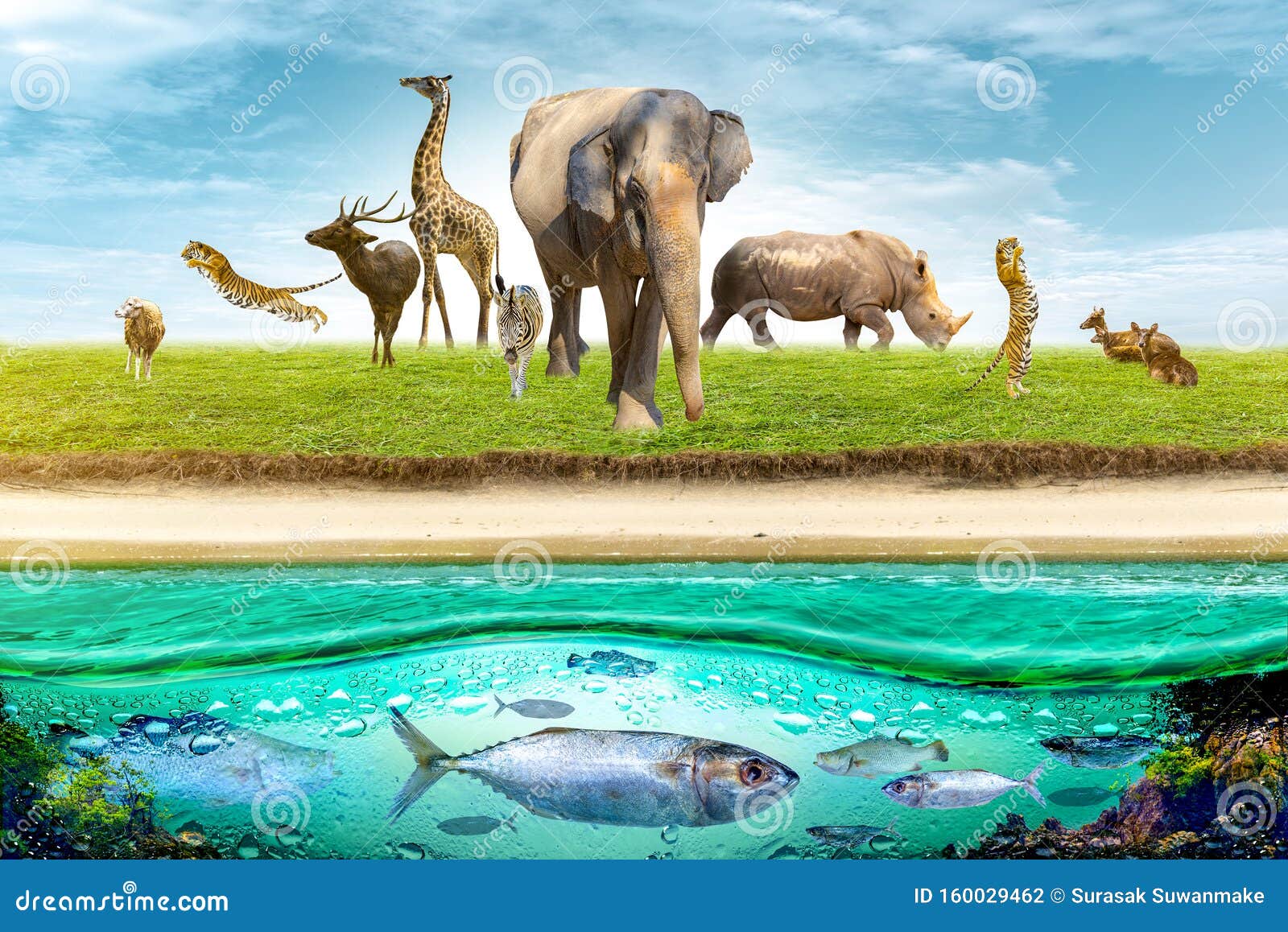 Understanding The Wonder Of Animals: Conservation And Protection Understanding The Wonder Of Animals: Conservation And Protection