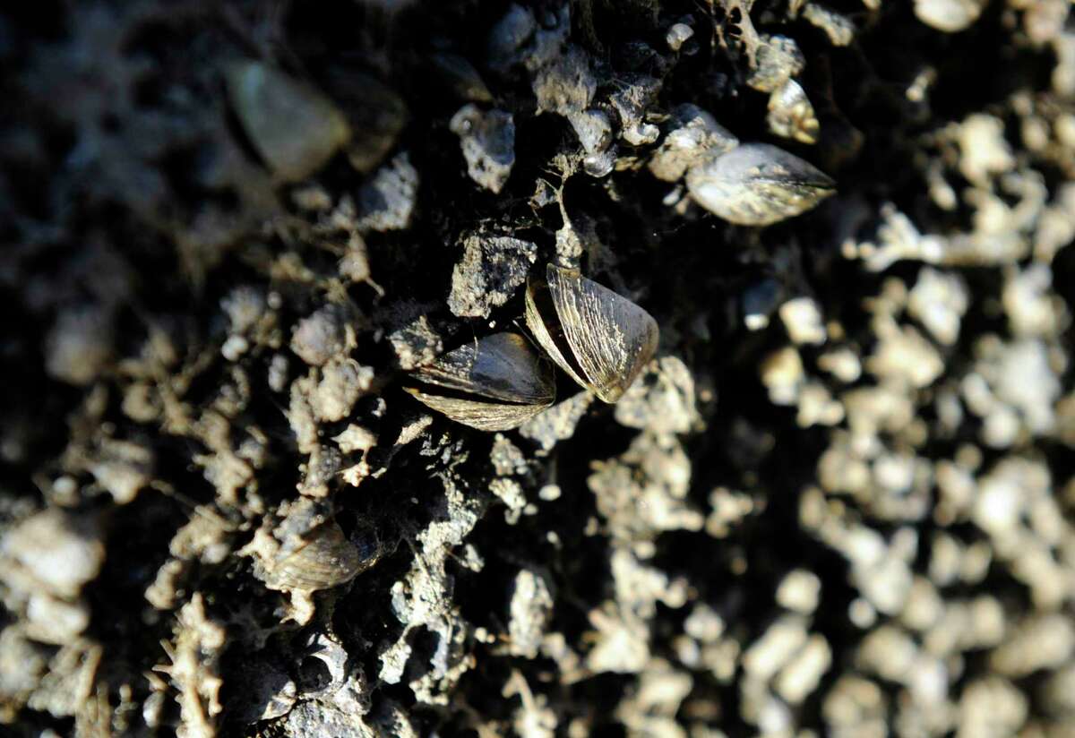 Unexpected Zebra Mussel Discovery On Casper Boat Lift Unexpected Zebra Mussel Discovery On Casper Boat Lift