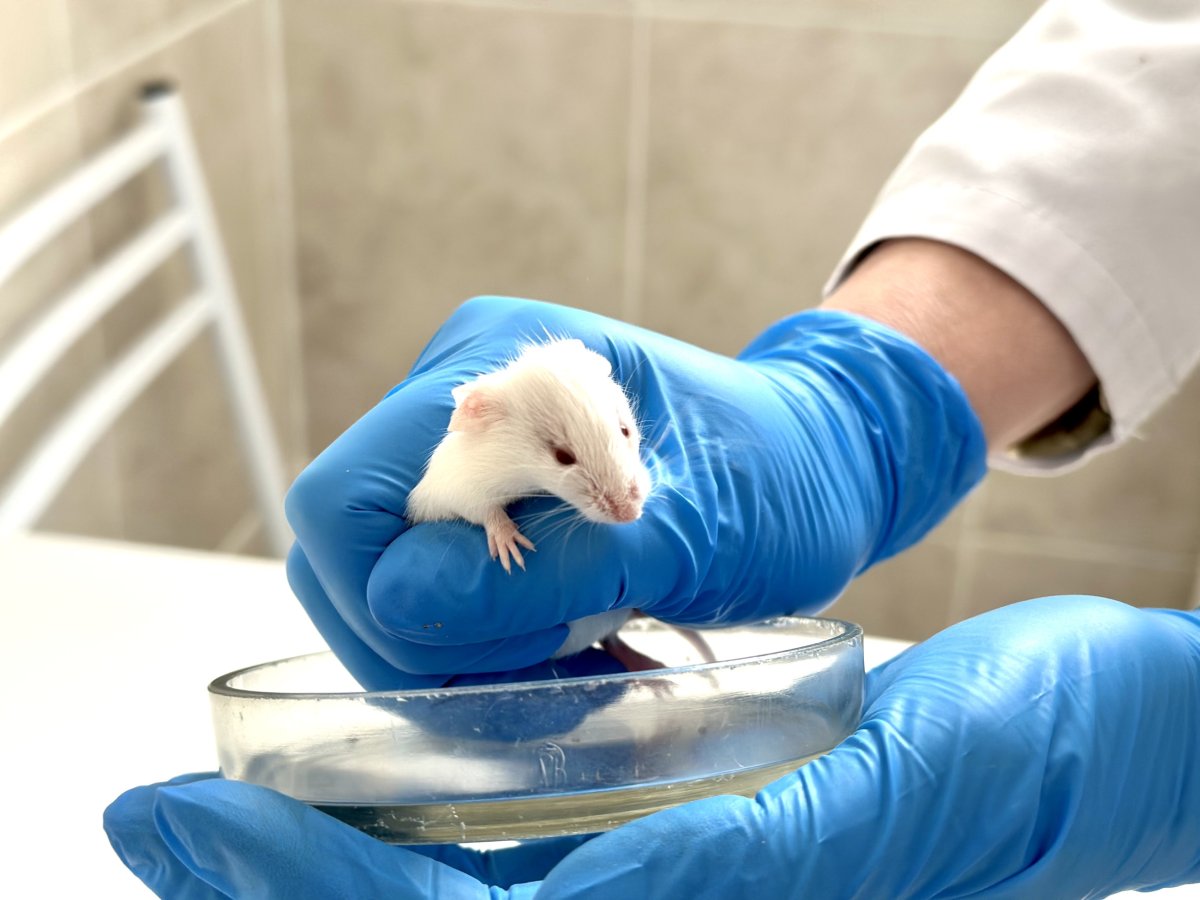 US Funding Of Transgender Mouse Research: Fact Or Fiction? US Funding Of Transgender Mouse Research: Fact Or Fiction?
