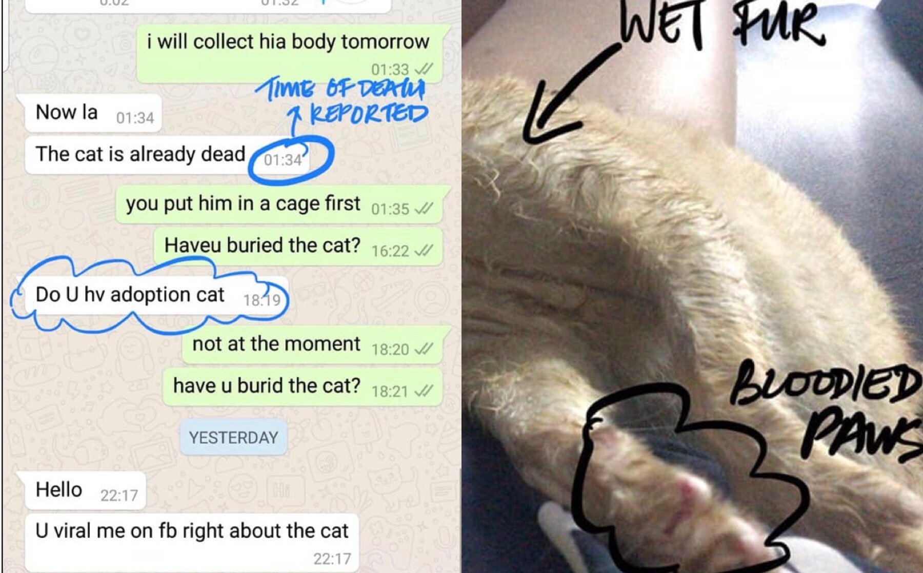 Viral Cat Posts Cause Concern Among Kashmir's Cat Owners Viral Cat Posts Cause Concern Among Kashmir's Cat Owners