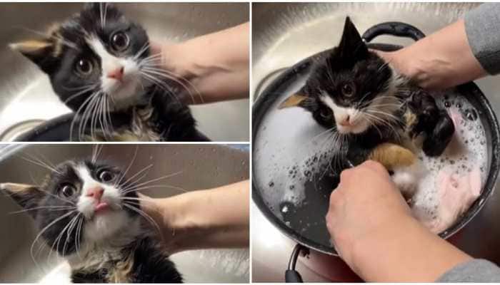 Viral Videos Spark Anxiety Among Kashmir's Cat Community Viral Videos Spark Anxiety Among Kashmir's Cat Community