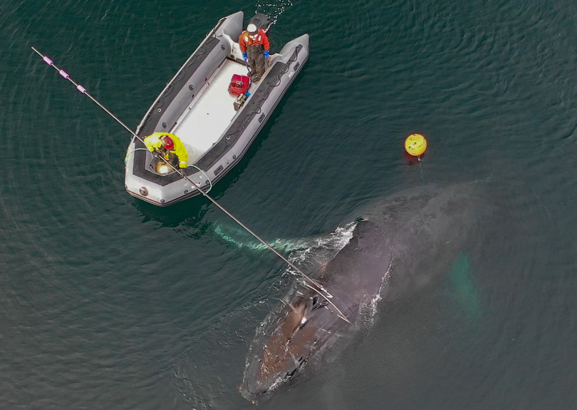 Warming Weather Hinders Anchorage Fin Whale Skeleton Recovery Warming Weather Hinders Anchorage Fin Whale Skeleton Recovery