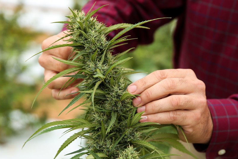What's Legal? A Simple Guide To Hemp Purchases Under Georgia Law What's Legal? A Simple Guide To Hemp Purchases Under Georgia Law