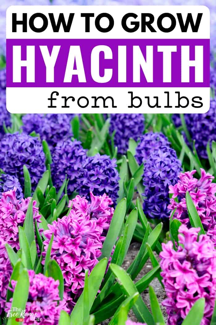 When And How To Plant Hyacinth Bulbs For Spring Success When And How To Plant Hyacinth Bulbs For Spring Success