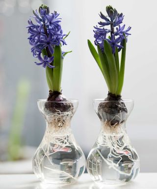 When To Plant Hyacinth Bulbs For Stunning Spring Blooms When To Plant Hyacinth Bulbs For Stunning Spring Blooms