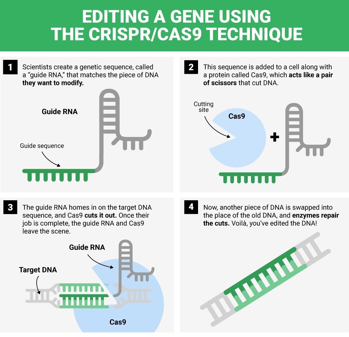 Whole Gene Integration Into Human DNA: CRISPR's Potential And Challenges Whole Gene Integration Into Human DNA: CRISPR's Potential And Challenges