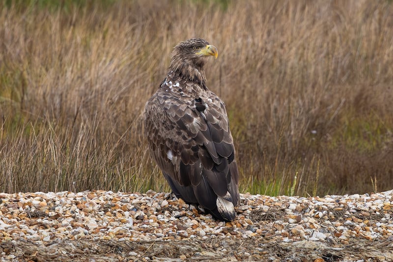 Wildfires Threaten Extinction For UK's Rarest Animals Wildfires Threaten Extinction For UK's Rarest Animals