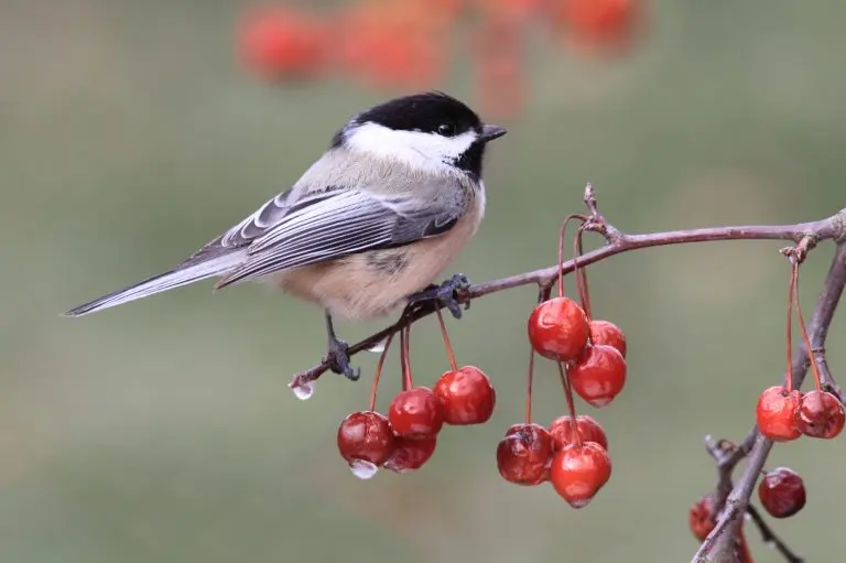 Winterwatch: Identifying Common Winter Birds Winterwatch: Identifying Common Winter Birds