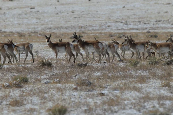 Witnessing Resilience: A New Documentary On Pronghorn And The Devastating Winter Witnessing Resilience: A New Documentary On Pronghorn And The Devastating Winter