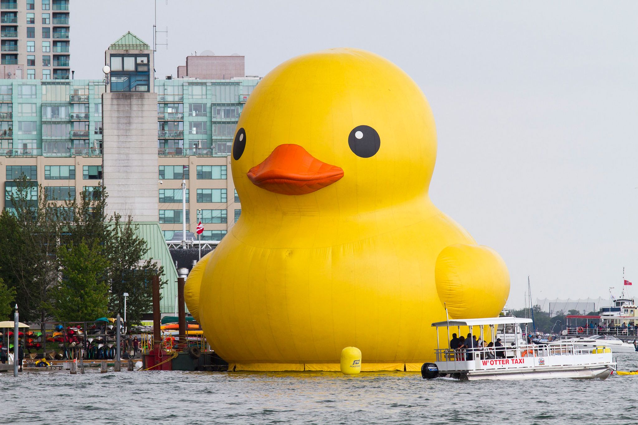 World's Largest Rubber Duck: Myrtle Beach Arrival And Important Message