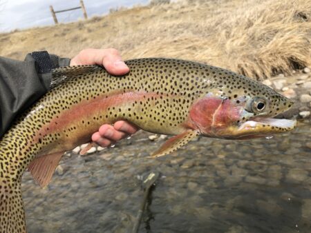 Wyoming Guided Fishing Advisory Board: Volunteer Application Open Wyoming Guided Fishing Advisory Board: Volunteer Application Open