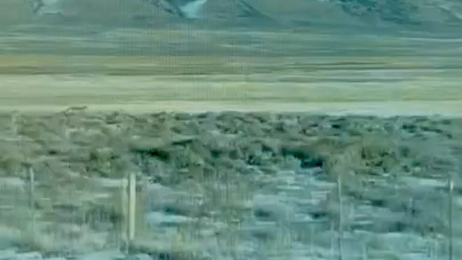 Wyoming's Second Reintroduced Colorado Gray Wolf Found Dead Wyoming's Second Reintroduced Colorado Gray Wolf Found Dead