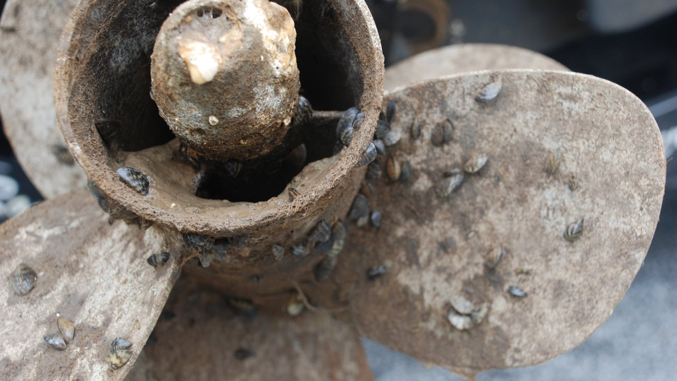 Zebra Mussel Infestation Discovered On Casper Boat Lift Zebra Mussel Infestation Discovered On Casper Boat Lift